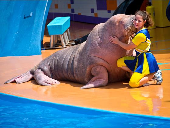 Clyde and Seamore's Sea Lion High photo, from ThemeParkInsider.com